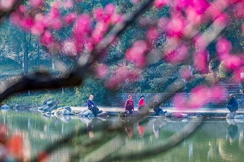 全市首例涉危害国家重点保护植物“金毛狗蕨”案宣判!