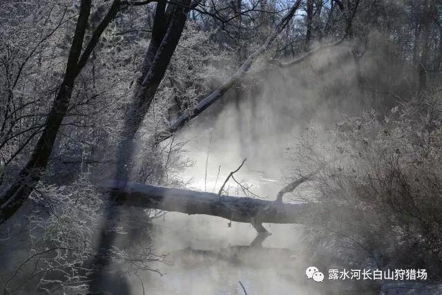 小猫钓鱼正版下载中文版