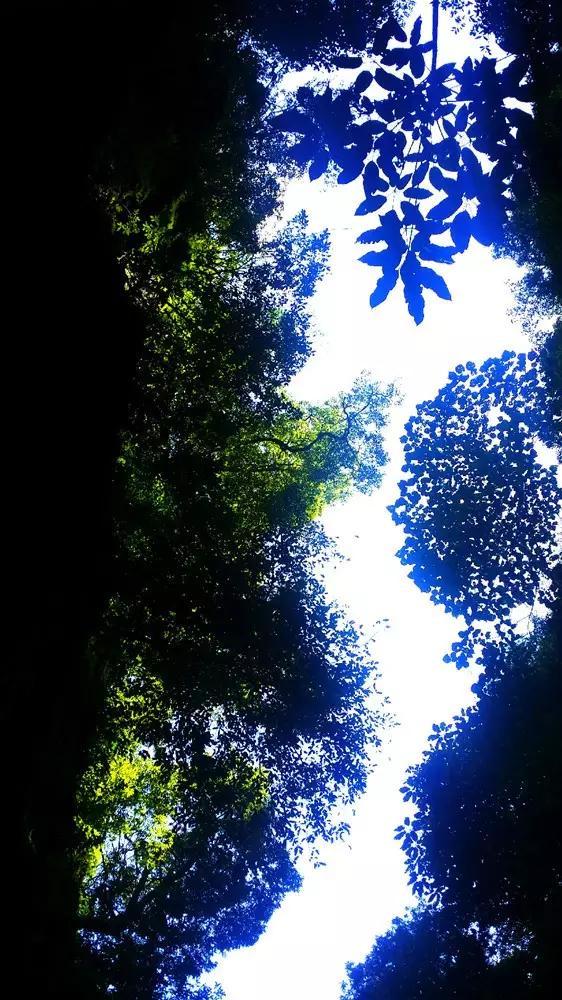 拯救铁笼中的小牛