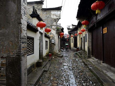 逃离金刚鹦鹉森林
